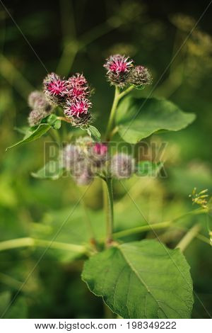 Burdock (Latin Árctium) is a genus of biennial plants of the family Astrope, or Complex. Plants are well recognized by their inflorescences-baskets, in which the outer leaves are subulate-pointed, hooked at the ends.