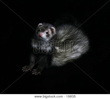 Female Ferret