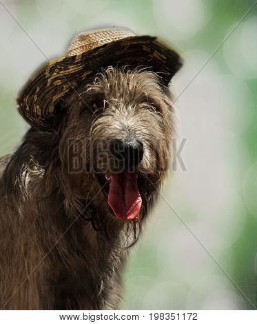 A young happy Irish wolfhound in a straw hat on a blurred green background. Portrait of a joyfully smiling dog. Concept on the theme of summer holidays.