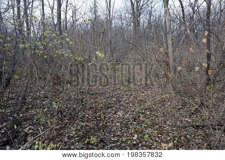 A path leads through the woods of the Hammel Woods Forest Preserve in Shorewood, Illinois, during December.
