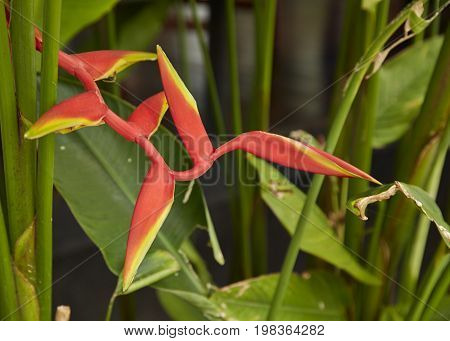 Beautiful Heliconia Flower