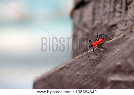 Red small insects on the wooden floor in the garden.