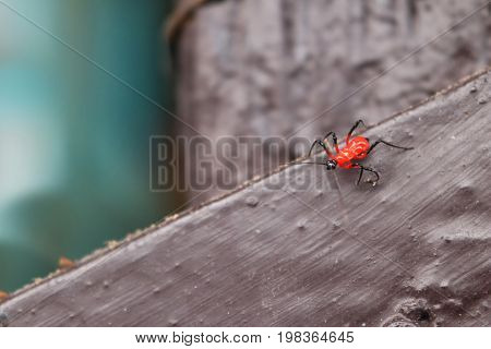 Red small insects on the wooden floor in the garden.