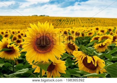 Sunflower Field Landscape