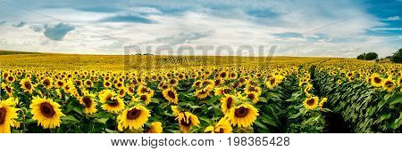 Wonderful Panoramic View Field Of Sunflowers