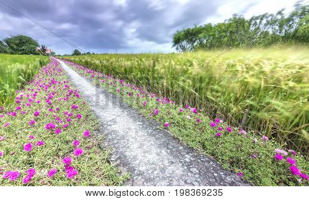 Portulaca grandiflora flower blooming on roadside land rice fields are in transplants. This is beauty of the idyllic, peaceful rural Vietnam