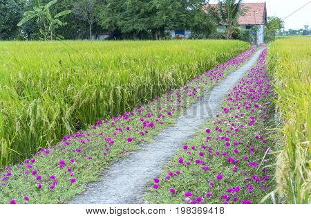 Portulaca grandiflora flower blooming on roadside land rice fields are in transplants. This is beauty of the idyllic, peaceful rural Vietnam