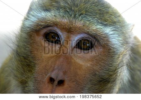Macaques constitute a genus (Macaca) of Old World monkeys of the subfamily Cercopithecinae. The 23 species of macaques are widespread over Earth.