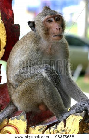 Macaques constitute a genus (Macaca) of Old World monkeys of the subfamily Cercopithecinae. The 23 species of macaques are widespread over Earth.