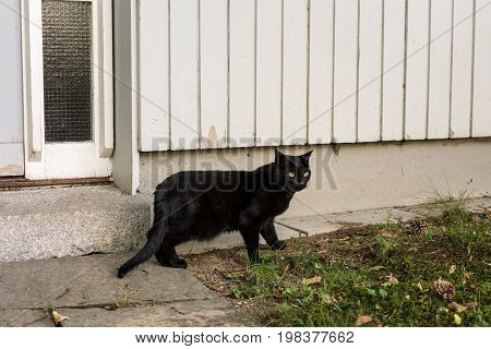 black cat outside a wooden house with white background