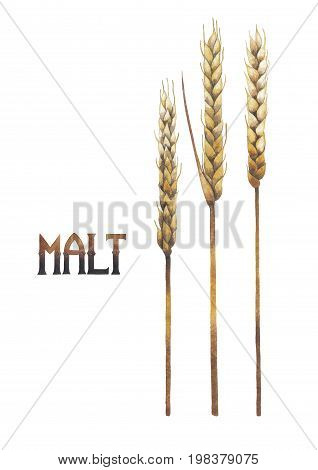 Three watercolor stalks of malt isolated on white background. Hand painted cereal design
