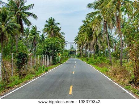 Asphalt Highway In Jungle In Along Palm Trees Thailand
