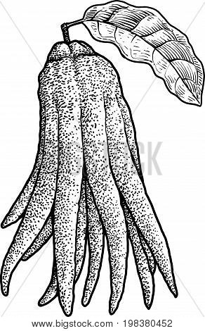 Fingered citron illustration, drawing, engraving, ink, line art