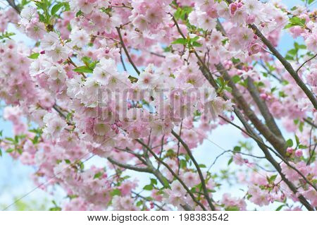 The late varieties of Japanese Sakura that grow in northern Europe