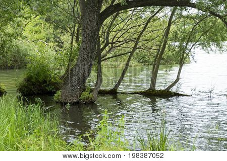 trees grow in the water on a river greens grass