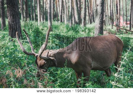 Mountain Deer In The Forest Among The Grass