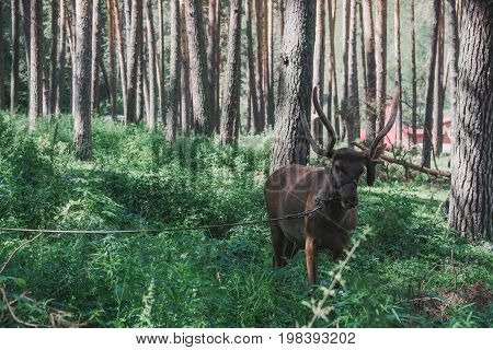 Mountain Deer In The Forest Among The Grass