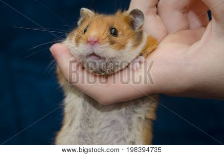 Funny cute Syrian hamster hanging on a human finger (against the dark background) selective focus on the hamster eyes