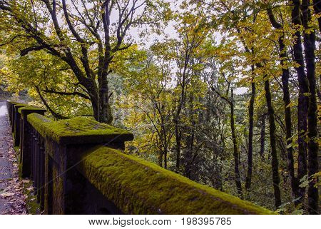 A moss covered forest bridge on a cool day.