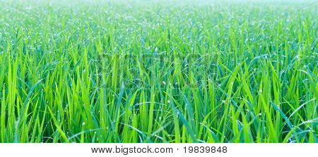 Rice Field