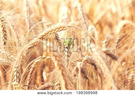 A grasshopper insect on a wheat plant