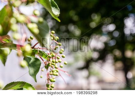 green berry shrub close up in summer