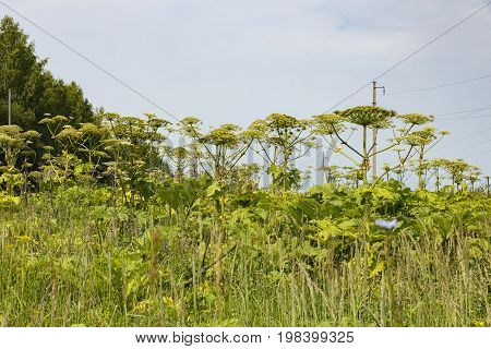 Sosnowskys hogweed, Heracleum sosnowskyi. All parts of plant contain the intense toxic allergen furanocoumarin.