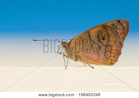 Beautiful butterfly that sits. Photo taken at the beach in the Dominican Republic