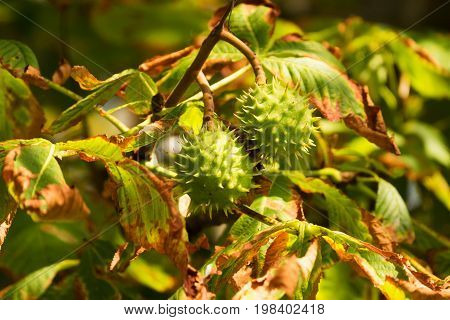 Chestnut On Tree close up of fruit in autumn