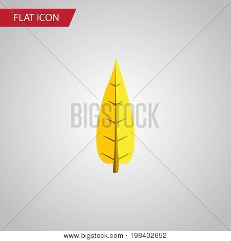 Maple Vector Element Can Be Used For Oaken, Maple, Leaf Design Concept.  Isolated Oaken Flat Icon.