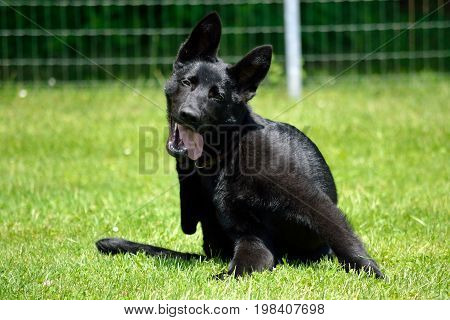 Black shepherd puppy scratching in the meadow