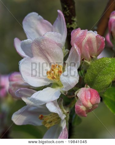 Apple kwiat