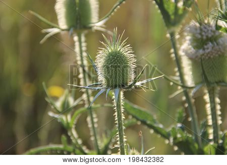 Thisle flower with sunrays going through them