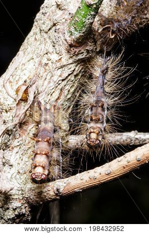 Gypsy moth caterpillar cocoons hanging from a tree limp that they have infested.