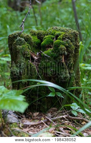 An Old Stump In Green Moss
