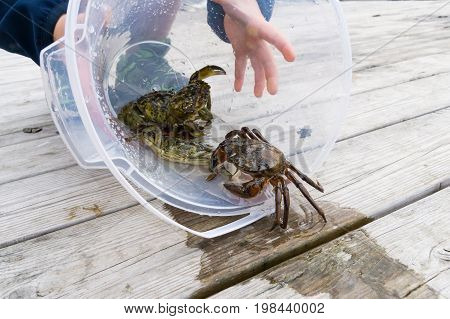 European Shore Crab Fishing Released