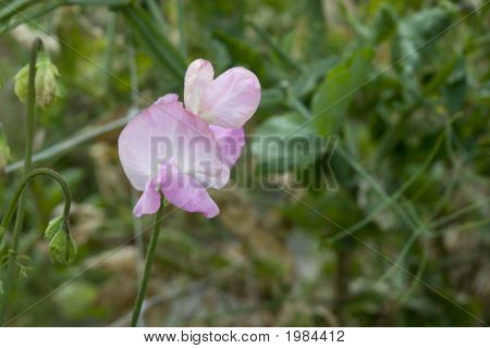 Różowy Vetchling