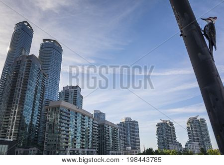 TORONTO,CANADA-AUGUST 2,2015:Blue Jay look the skyline of Toronto near the Metro convention centre in downtown Toronto during a sunny day