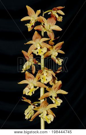 Calanthe bicolor Orchid flower 
Against dark background
