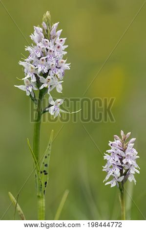 Common Spotted Orchid - Dactylorhiza fushsii
Two flowers