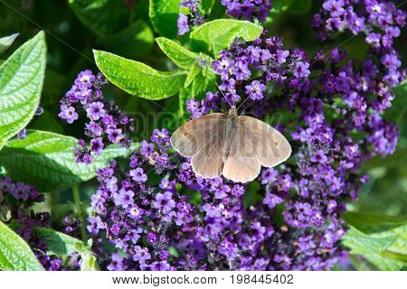 Aphantopus Hyperantus, Brown Ringlet Butterfly On A Purple Flower