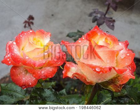 Raindrops on Bi-Color Roses in the Garden After a Rain
