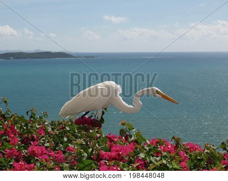 Great White Egret on Cliffside in Puerto Rico.