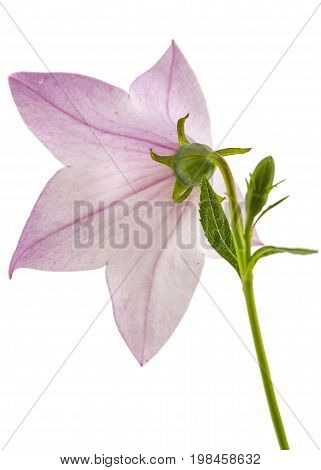 Rose Flower Of Platycodon (platycodon Grandiflorus) Or Bellflowers, Isolated On White Background