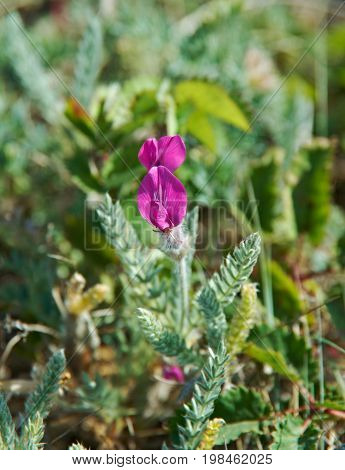 Oxytropis lanata near lake Baikal Russia, Russia  travel