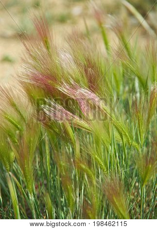 Hordeum jubatum. near lake Baikal , Russia  travel