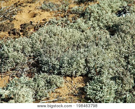 Close-up Of Moss