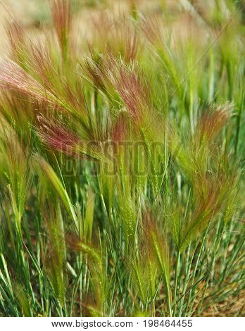 Hordeum jubatum. near lake Baikal Russia Russia  tourism,