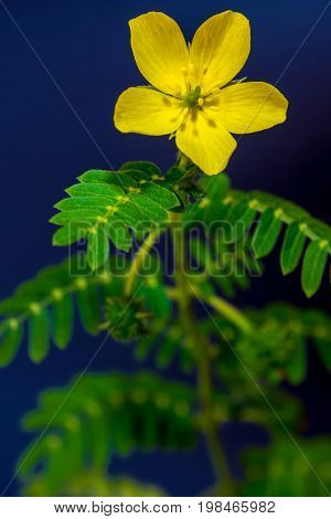 Yellow and small flower of small caltrops weed