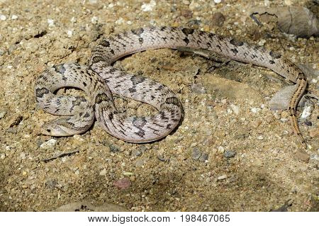 Image of banded kukri snake(Oligodon fasciolatus) on the ground. Reptile Animal